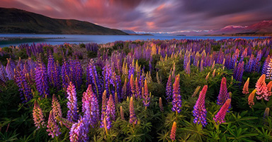 Patrick Marson Ong / Philippines “Springtime rush”
