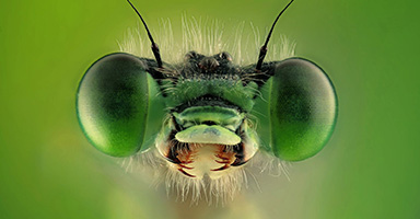 Mishal Alryhan / Saudi Arabia “Green dragonfly”