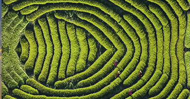 Huang Fuwang / China „Tea garden"