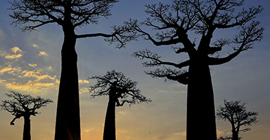 Zhang Yan / China “Bread tree”